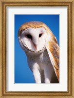 Barn Owl Close Up Fine Art Print