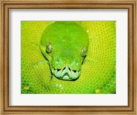Emerald Tree Boa Snake Head Fine Art Print