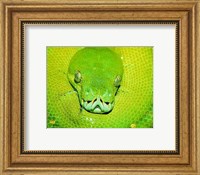 Emerald Tree Boa Snake Head Fine Art Print