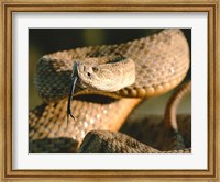 The Rattle Snake Fine Art Print
