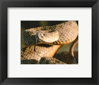The Rattle Snake Fine Art Print
