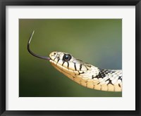 European Grass Snake Closeup of Face Fine Art Print