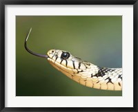 European Grass Snake Closeup of Face Fine Art Print