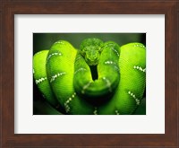 Green Emerald Tree Python Snake Fine Art Print