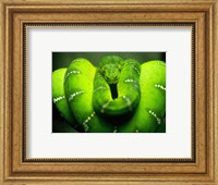 Green Emerald Tree Python Snake Fine Art Print