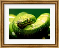 Light Green Emerald Tree Boa Snake Fine Art Print