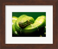 Light Green Emerald Tree Boa Snake Fine Art Print