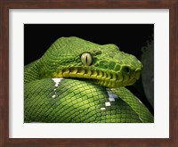 The Emerald Tree Boa Snake Head Fine Art Print