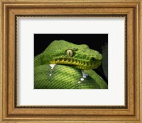 The Emerald Tree Boa Snake Head Fine Art Print