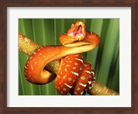 Orange Red Snake on Tree Fine Art Print