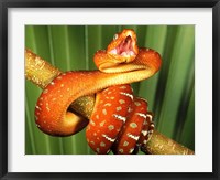 Orange Red Snake on Tree Fine Art Print