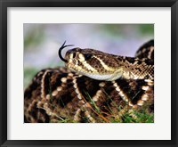 Snake Tongue Fine Art Print
