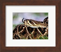 Snake Tongue Fine Art Print