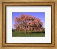 Blossoms on a tree in a field Fine Art Print