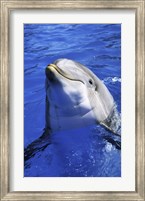 Dolphin - head out of the water Fine Art Print