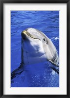 Dolphin - head out of the water Fine Art Print