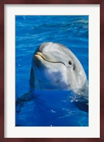 Dolphin - in the water Fine Art Print