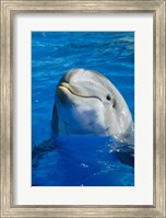 Dolphin - in the water Fine Art Print