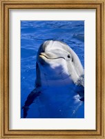 Dolphins Sea World San Diego, California USA Fine Art Print