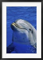 Dolphins Sea World San Diego, California USA Fine Art Print