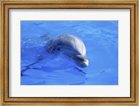 Dolphins Sea World San Diego, California, USA Fine Art Print