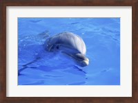 Dolphins Sea World San Diego, California, USA Fine Art Print