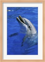 Dolphin Sea World San Diego California USA Fine Art Print