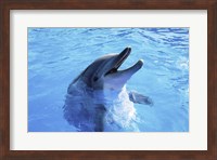 Dolphin Sea World, San Diego, California Fine Art Print
