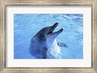 Dolphin Sea World, San Diego, California Fine Art Print