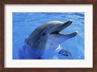 Dolphin Sea World San Diego California USA Fine Art Print