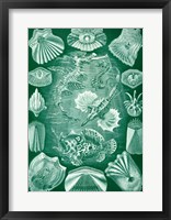 Seahorse and Angler Fish Fine Art Print