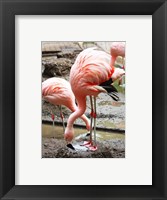Flamingo in Stassbourg Fine Art Print