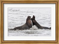 Alpha Seals Fine Art Print
