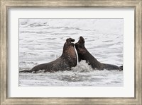 Alpha Seals Fine Art Print
