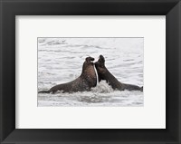 Alpha Seals Fine Art Print