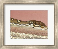 Angolian Python Fine Art Print