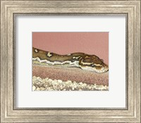 Angolian Python Fine Art Print