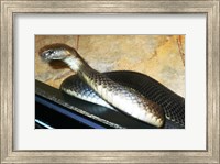 Asian Cobra Fine Art Print