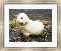 Baby Fur Seal, South Georgia Fine Art Print