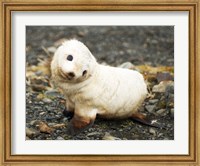 Baby Fur Seal, South Georgia Fine Art Print