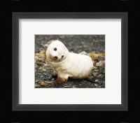 Baby Fur Seal, South Georgia Fine Art Print