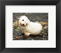 Baby Fur Seal, South Georgia Fine Art Print