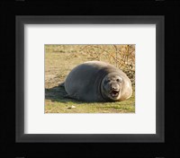 Baby Elephant Seal Fine Art Print