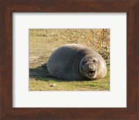 Baby Elephant Seal Fine Art Print