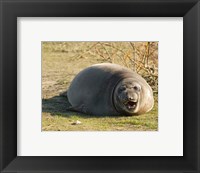 Baby Elephant Seal Fine Art Print
