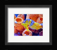 Birch Aquarium Framed Print