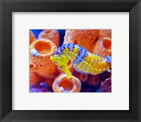 Birch Aquarium Fine Art Print