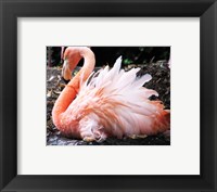 Broedende Rode Flamingo Fine Art Print