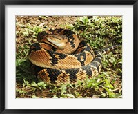 Bushmaster Snake Fine Art Print