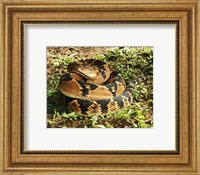 Bushmaster Snake Fine Art Print